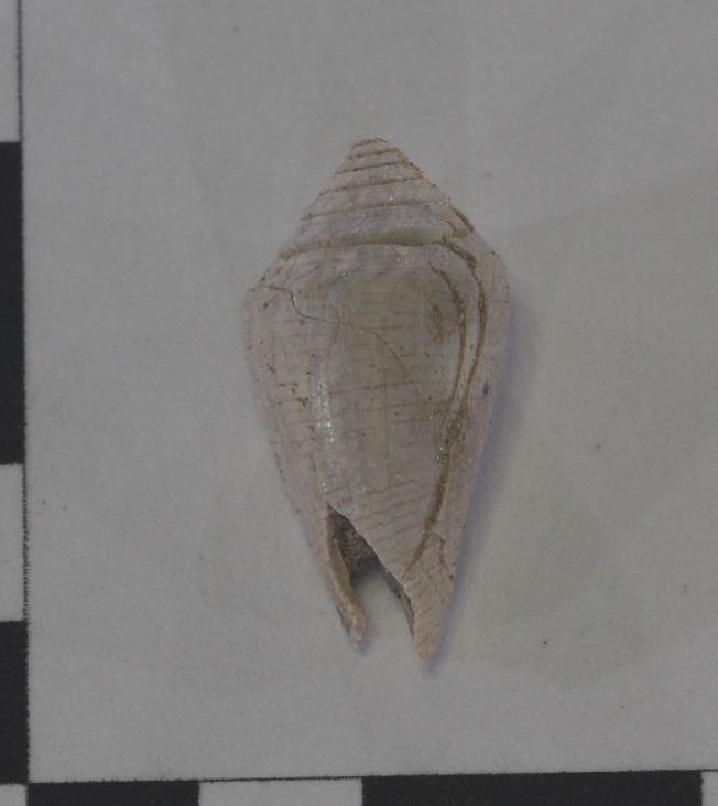 Conus da identificare